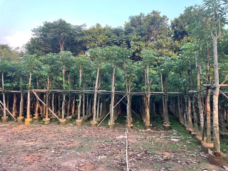 糖胶树、盆架子各种规格齐全。广东产地直发，品质保证