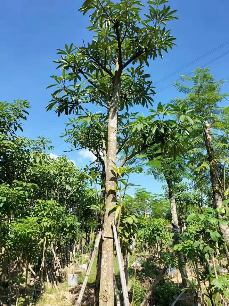 糖胶树、盆架子各种规格齐全。广东产地直发，品质保证