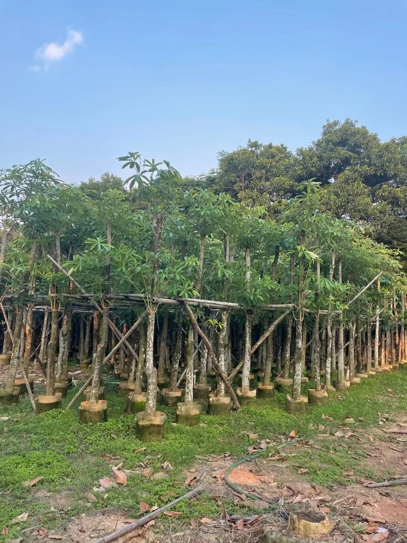 糖胶树、盆架子各种规格齐全。广东产地直发，品质保证