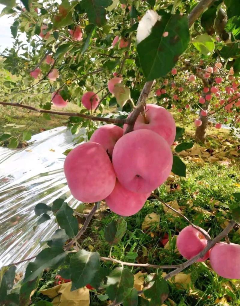 山东苹果正宗【红富士苹果】条纹全红脆甜多汁一手货源