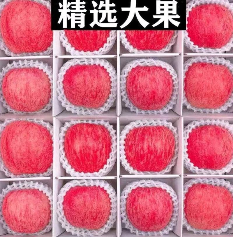 红富士苹果苹果大量上市产地直销价格美丽欢迎联系