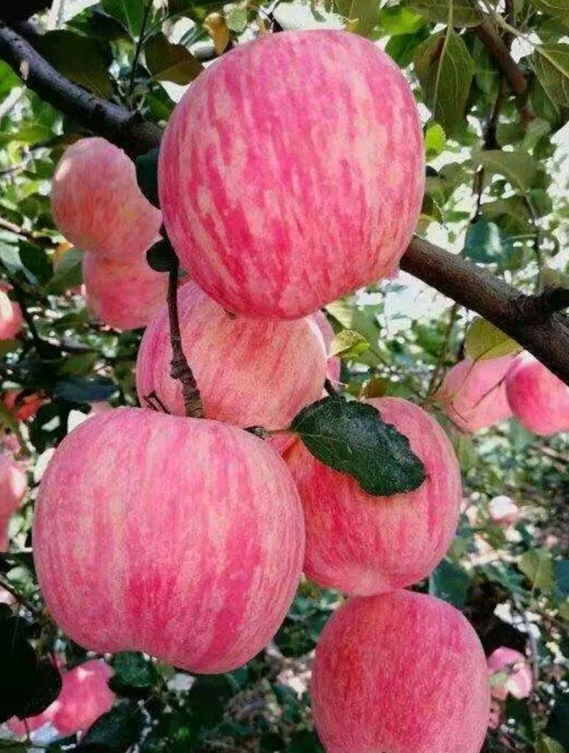红富士苹果苹果大量上市产地直销价格美丽欢迎联系