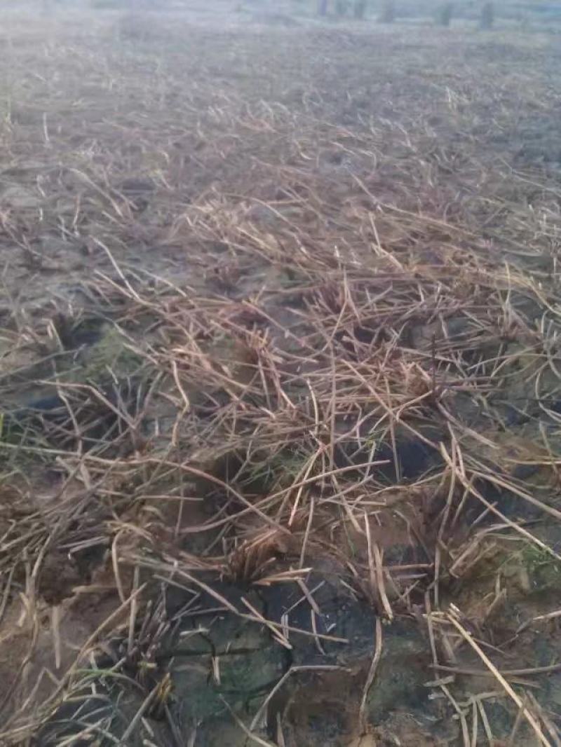 云南新鲜大马蹄带泥一起现挖现发农家当地蔬菜水果