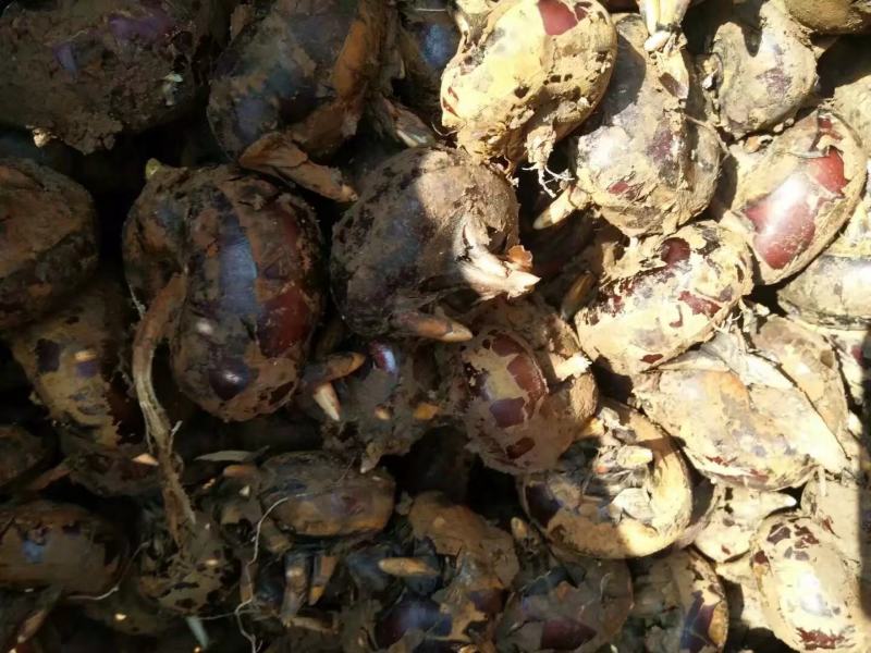 云南新鲜大马蹄带泥一起现挖现发农家当地蔬菜水果