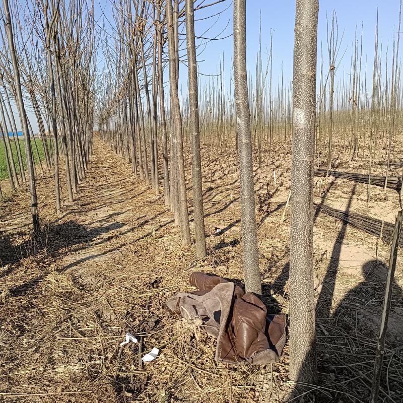 精品苦楝，自己苗圃，诚信经营