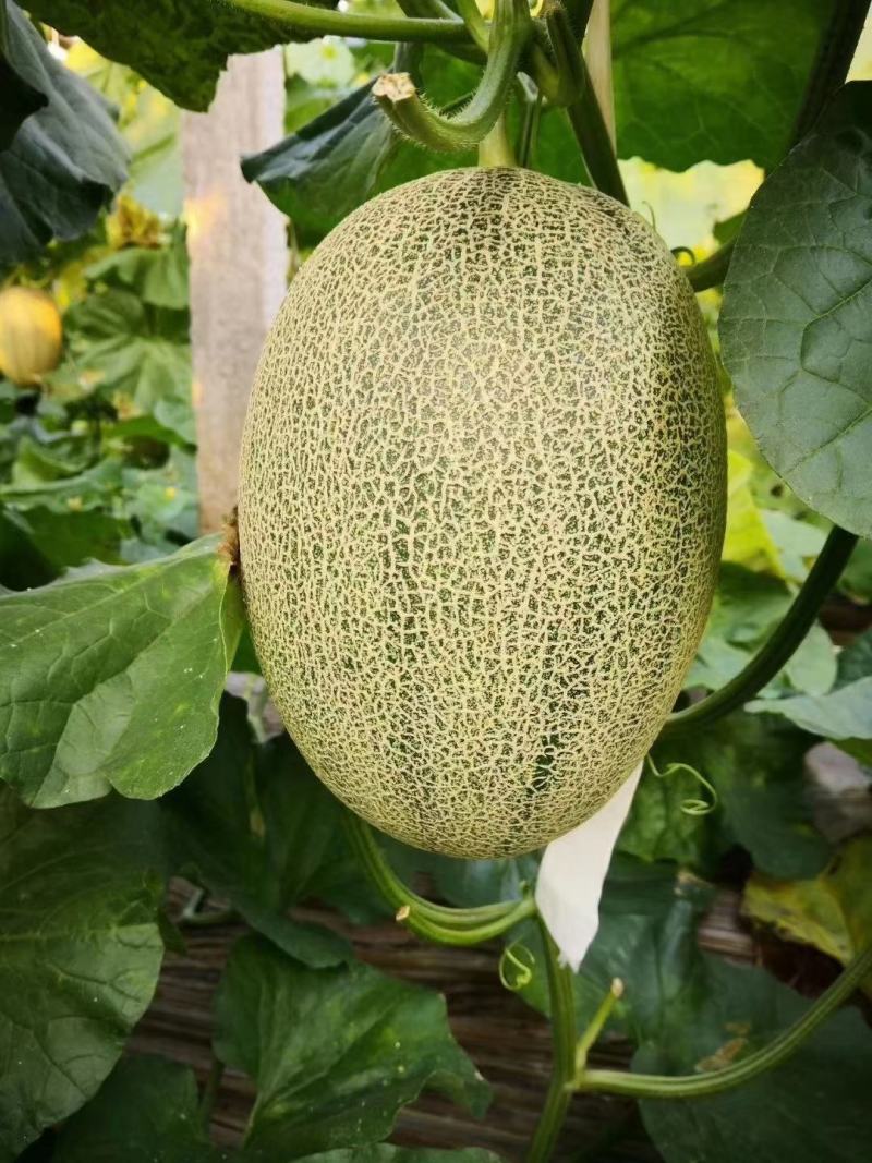 西州蜜哈密瓜晓蜜25苗糖度高，抗裂白网个头大，有技术指导