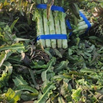 不同规格莴苣大量有货