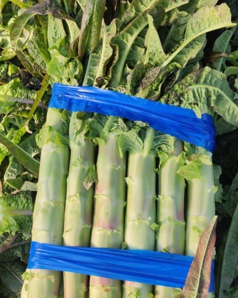 不同规格莴苣大量有货