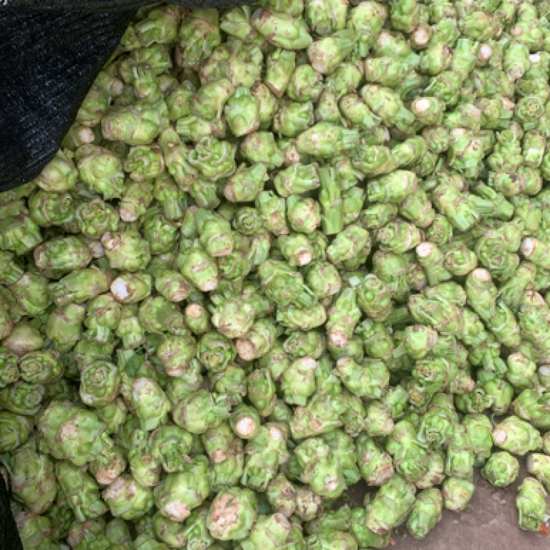 榨菜基地大量有货：有需要的老板欢迎随时联系
