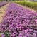 紫苑，一手货源，产地直发，量大质优，大量供应