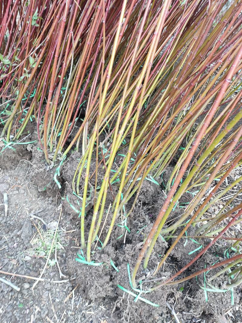 红瑞木江苏沭阳县基地大量供应无中介商加价