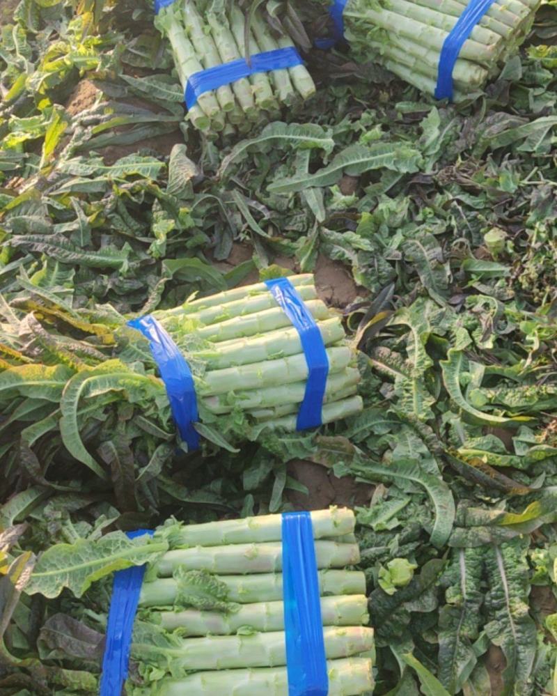 不同规格莴苣大量有货