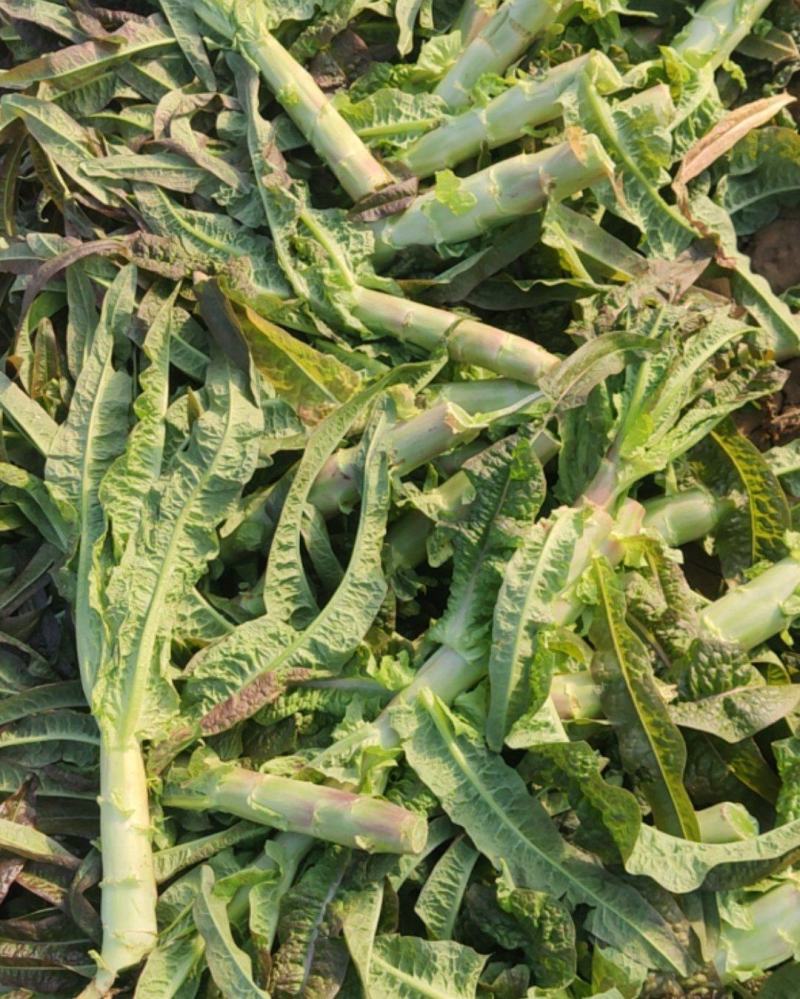 不同规格莴苣大量有货