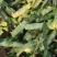 不同规格莴苣大量有货