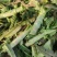 不同规格莴苣大量有货