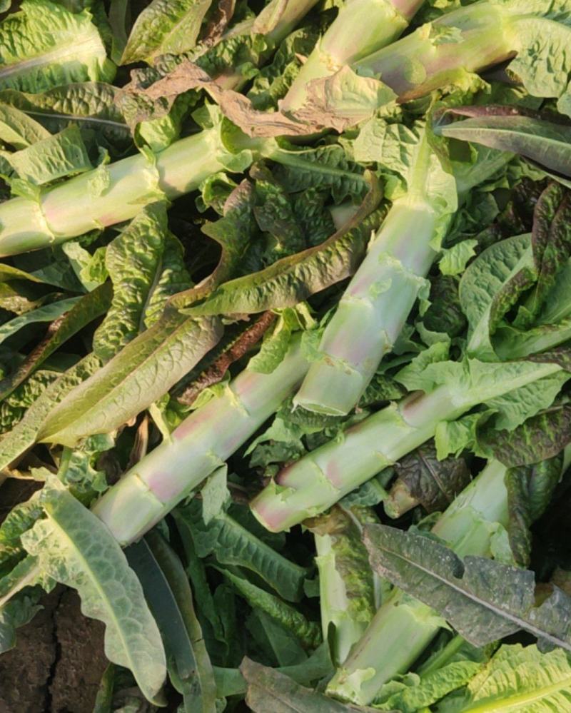 不同规格莴苣大量有货
