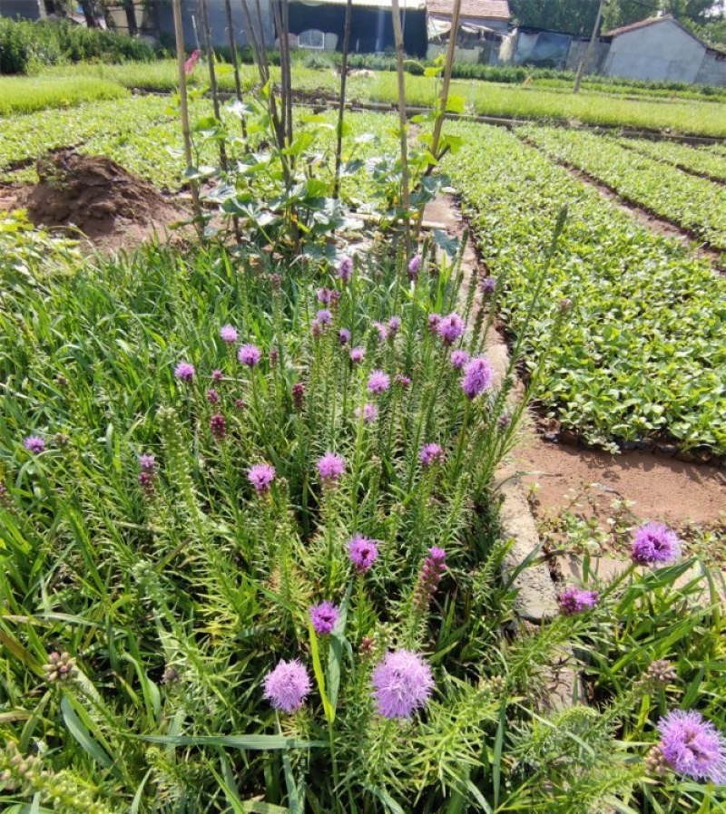 蛇鞭菊，一手货源，产地直发，量大质优，大量供应