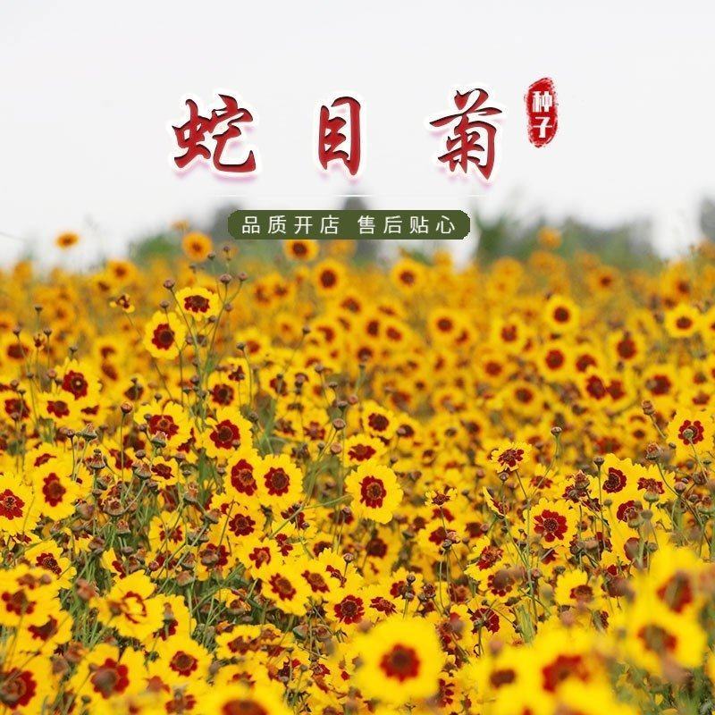 耐寒蛇目菊种子菊花种子庭院户外路边景观绿化花种籽子
