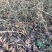 江苏省宿迁市沭阳县凤里绿化苗木基地直发无中间商