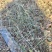 江苏省宿迁市沭阳县凤里绿化苗木基地直发无中间商