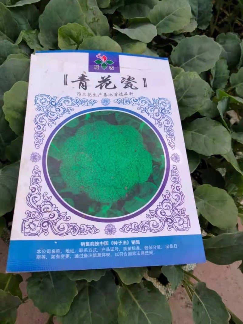 白菜苗，基地直供，抗大根，产量高，量大从优