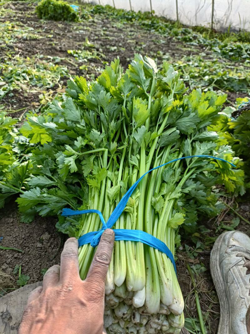 芹菜