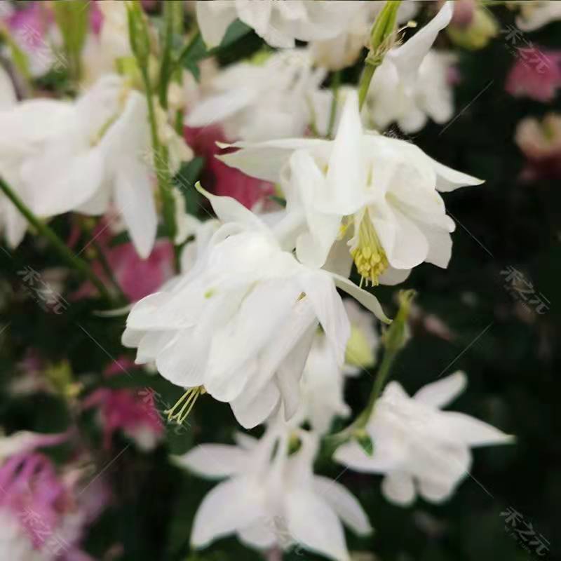 耧斗菜花种子四季易活开花室内外盆栽花种子花草植物花卉花种