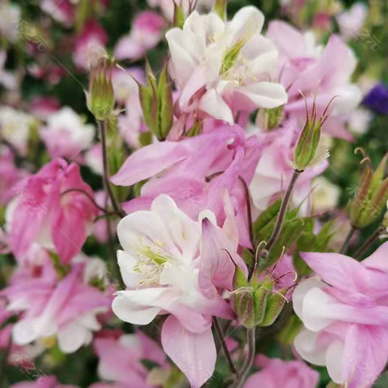 耧斗菜花种子四季易活开花室内外盆栽花种子花草植物花卉花种