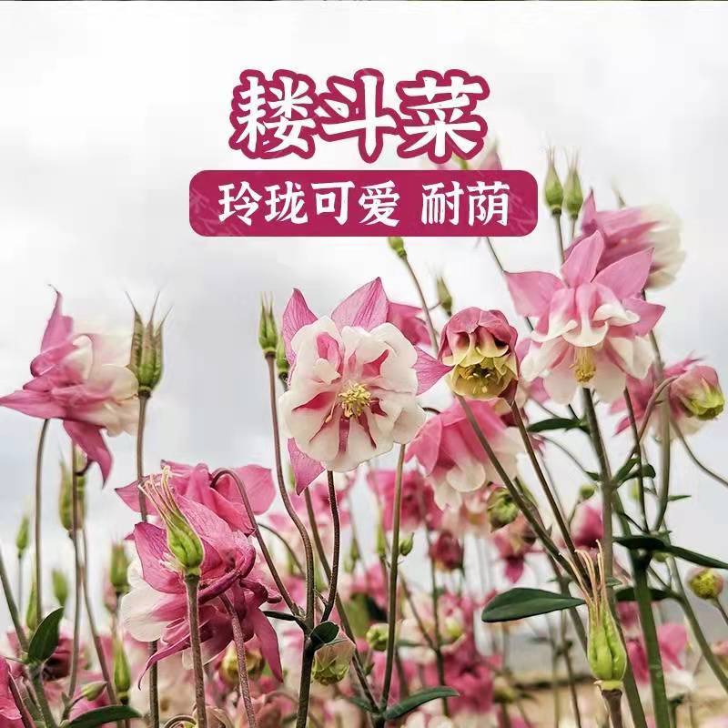 耧斗菜花种子四季易活开花室内外盆栽花种子花草植物花卉花种