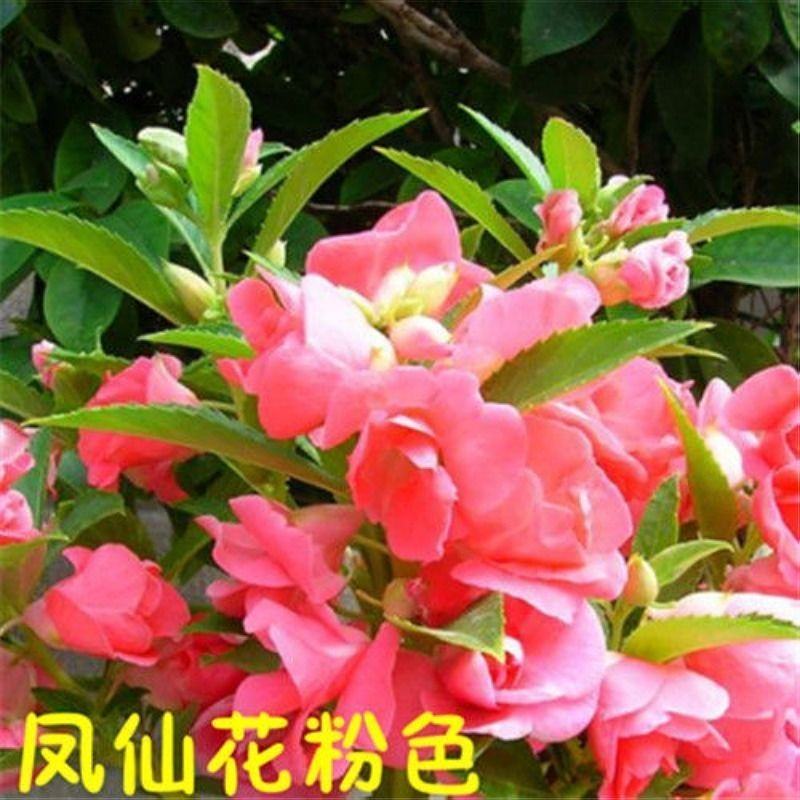 重瓣凤仙花种子染指甲盆栽种孑四季开花易活花卉花海种子籽