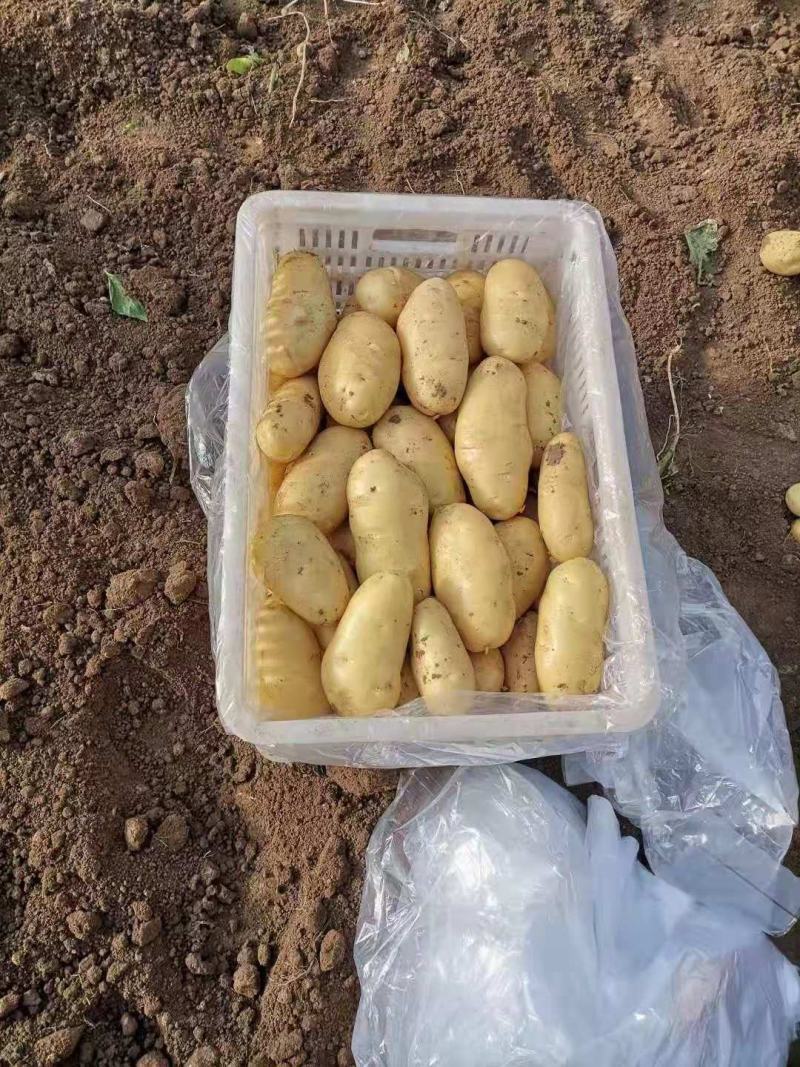 大量上市现挖现发品质无保证