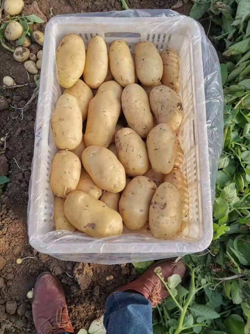 大量上市现挖现发品质无保证