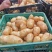大量上市现挖现发品质无保证