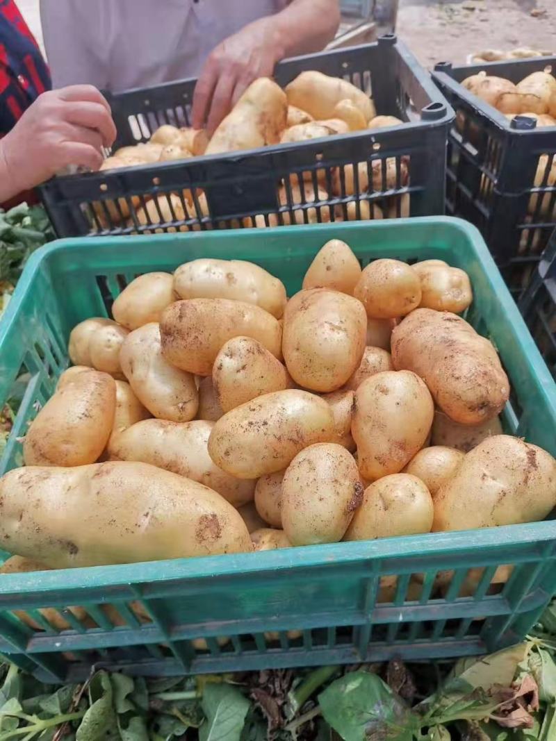 大量上市现挖现发品质无保证