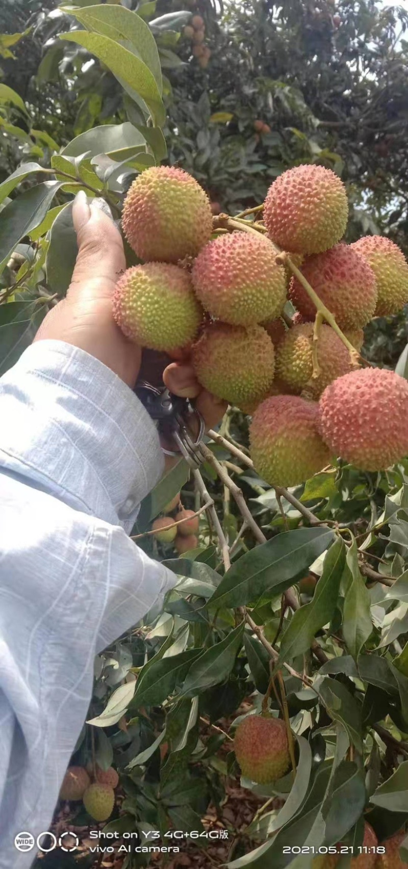 广东妃子笑荔枝电商超市市场大量供应，一手货源提供场地
