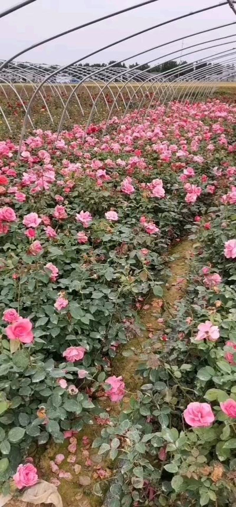 微型月季丰花月季株型饱满基地直发品种齐全