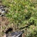 微型月季丰花月季株型饱满基地直发品种齐全
