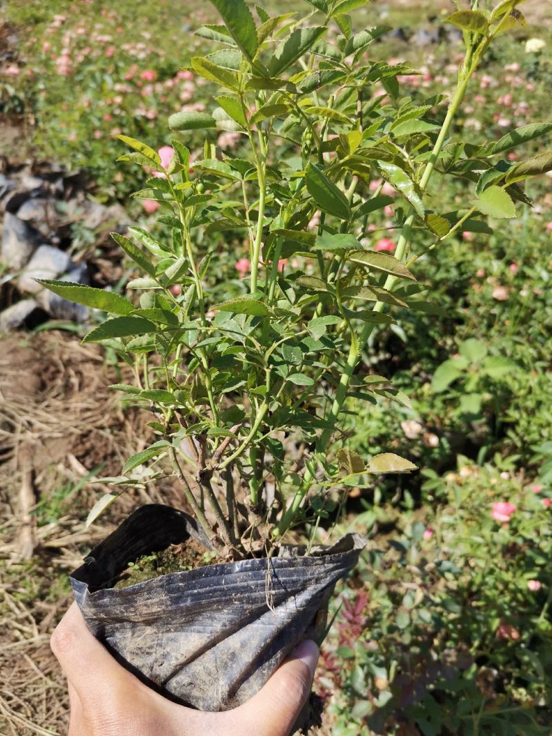 微型月季丰花月季株型饱满基地直发品种齐全