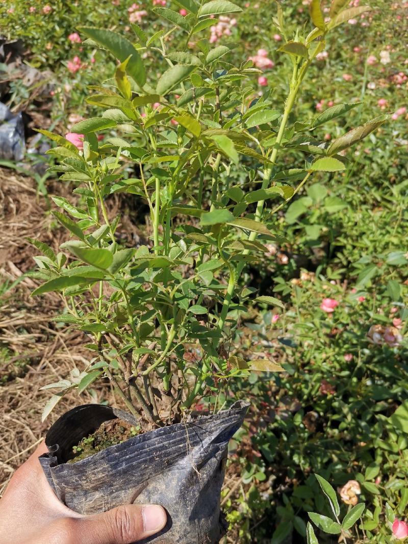微型月季丰花月季株型饱满基地直发品种齐全