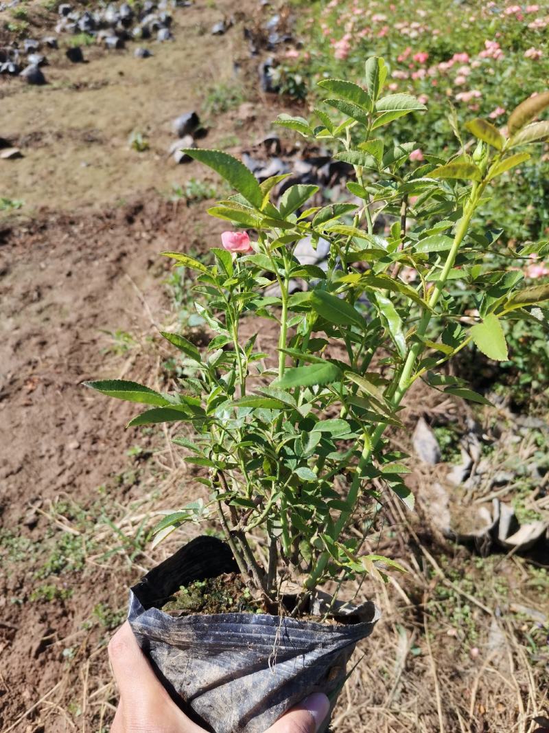 微型月季丰花月季株型饱满基地直发品种齐全