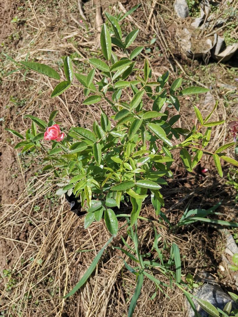 微型月季丰花月季株型饱满基地直发品种齐全