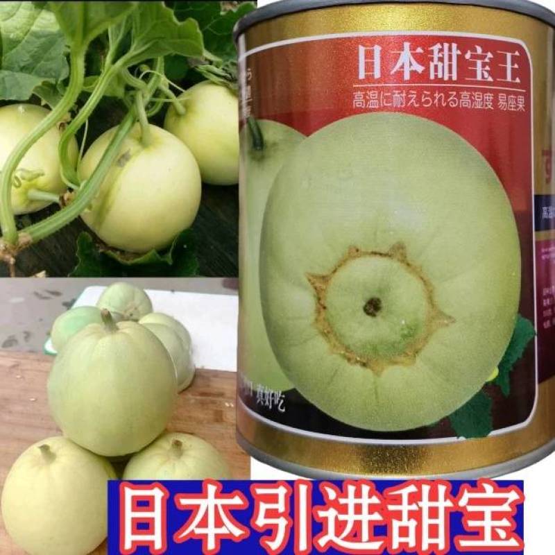 【高品质甜宝】日本甜宝王甜瓜种子薄皮耐裂香瓜高甜瓜种子