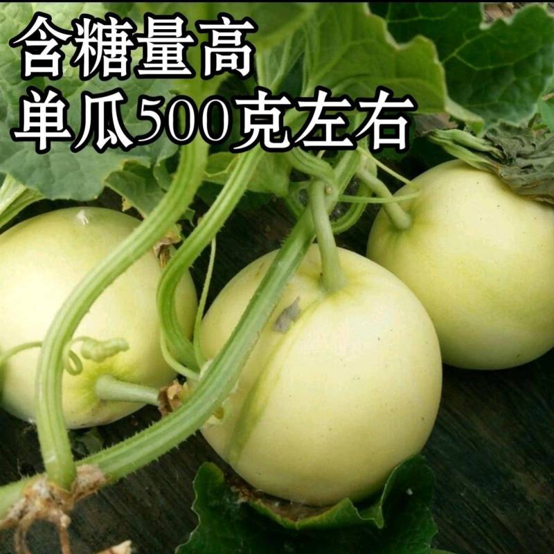 【高品质甜宝】日本甜宝王甜瓜种子薄皮耐裂香瓜高甜瓜种子