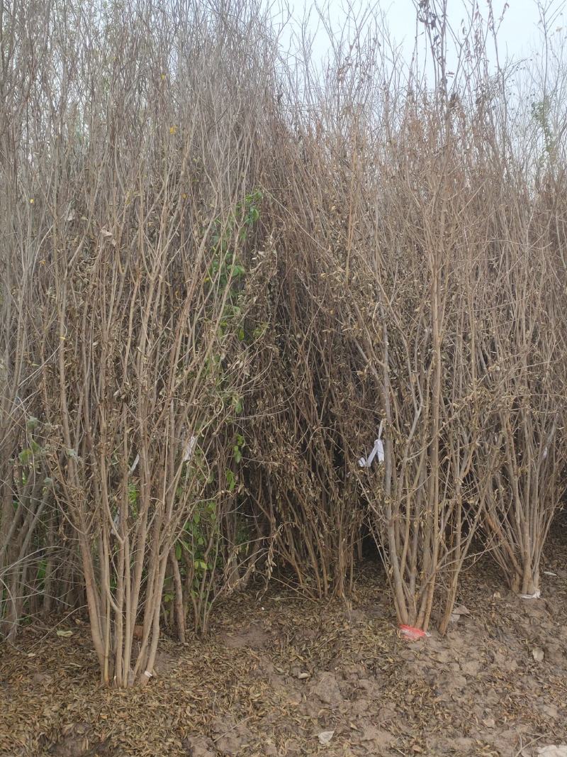 造型石榴树基地大量供应，江苏宿迁沭阳县基地直销无中间商