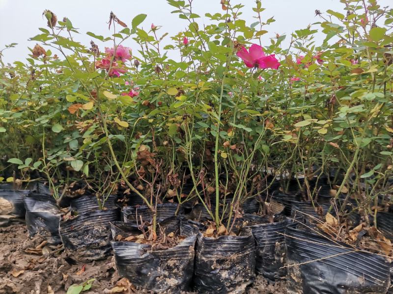 月季丰花月季杯苗大花月季裸根高度40厘米月季