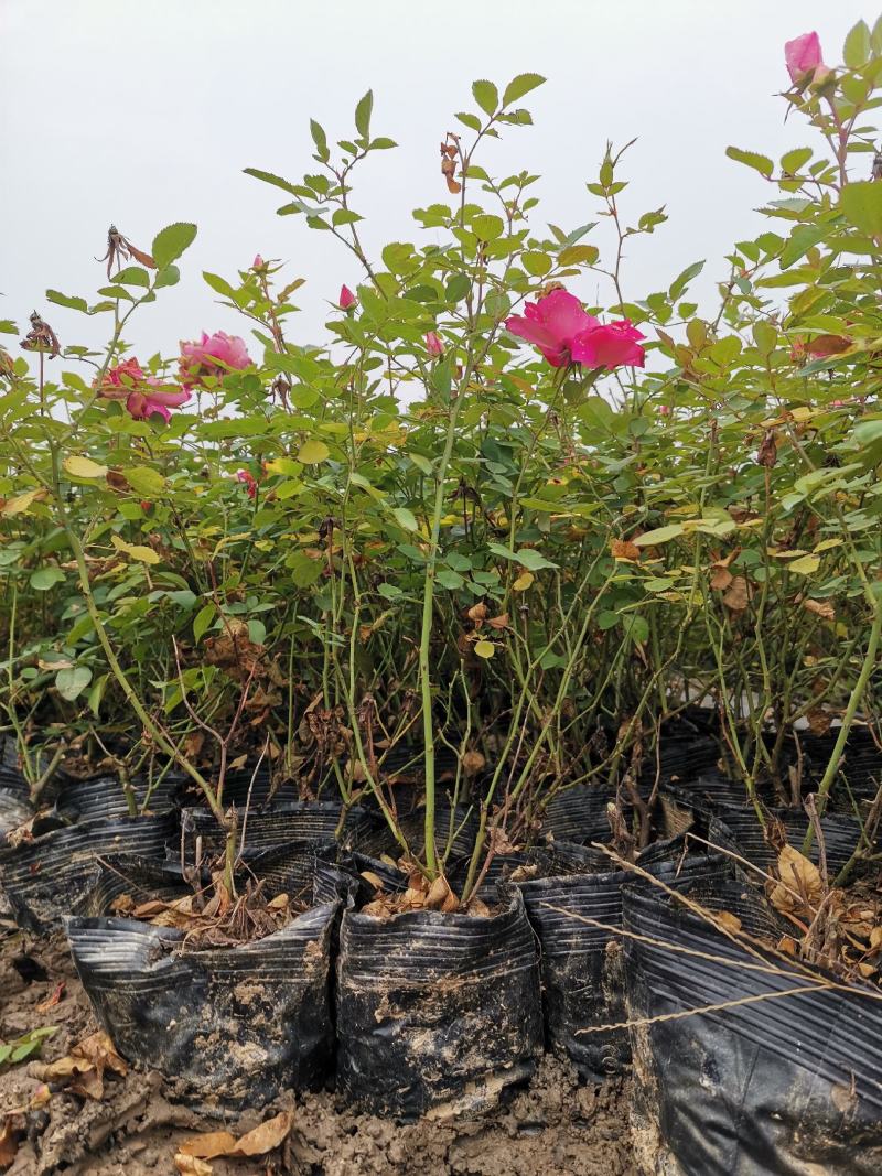 月季丰花月季杯苗大花月季裸根高度40厘米月季