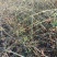 迎春花江苏省沭阳县基地大量供应无中介商赚差价