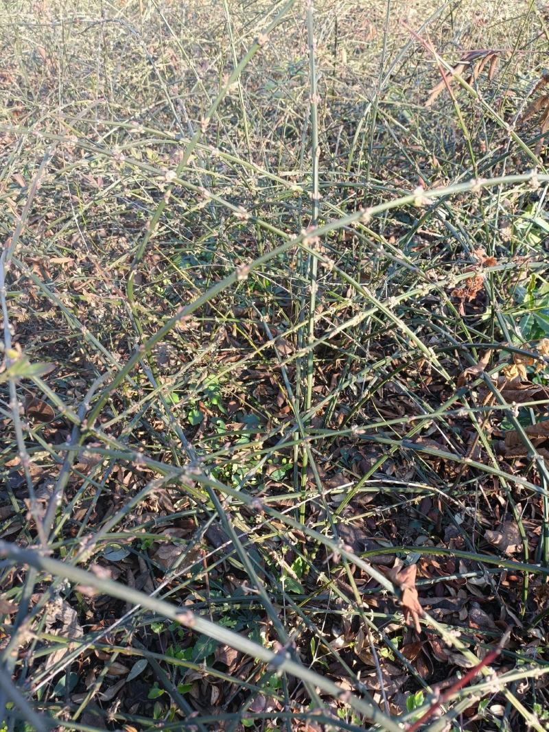 迎春花江苏省沭阳县基地大量供应无中介商赚差价