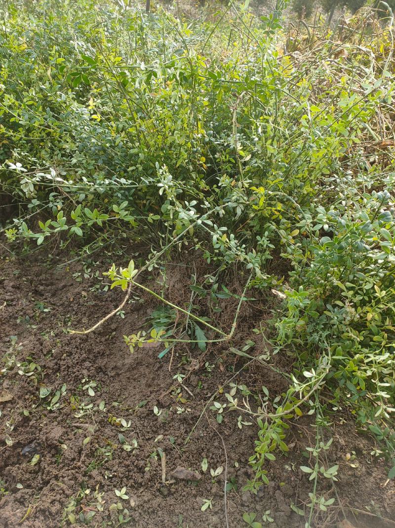 迎春花江苏省沭阳县基地大量供应无中介商赚差价
