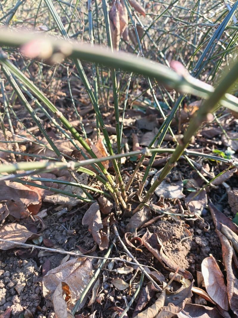 迎春花江苏省沭阳县基地大量供应无中介商赚差价